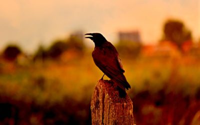 Jak bystre są zwierzęta?