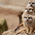 meerkats-g12906ae14_1920